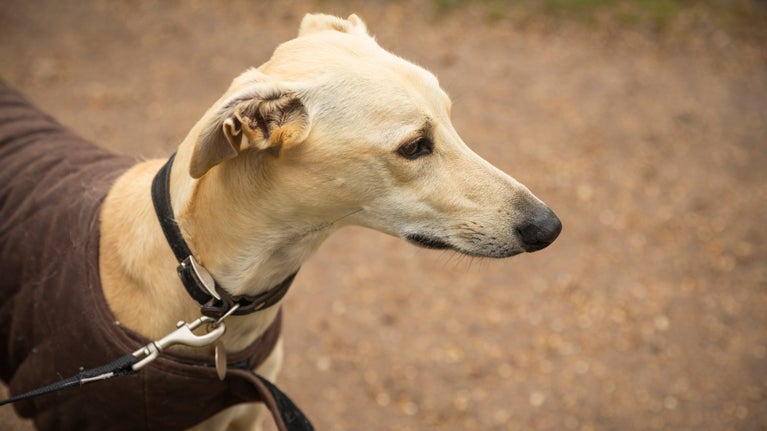 Visiting Croome with your dog